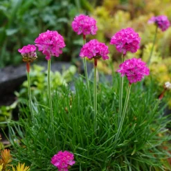 Perennpaket Sommarkänsla*Omnia Garden Best