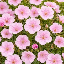 Perennpaket Sommarkänsla*Omnia Garden Best