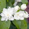Philadelphus Virginalis (hybrida)*Omnia Garden Outlet