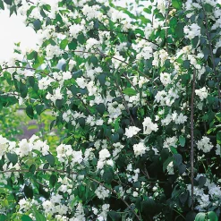 Philadelphus Virginalis (hybrida)*Omnia Garden Outlet
