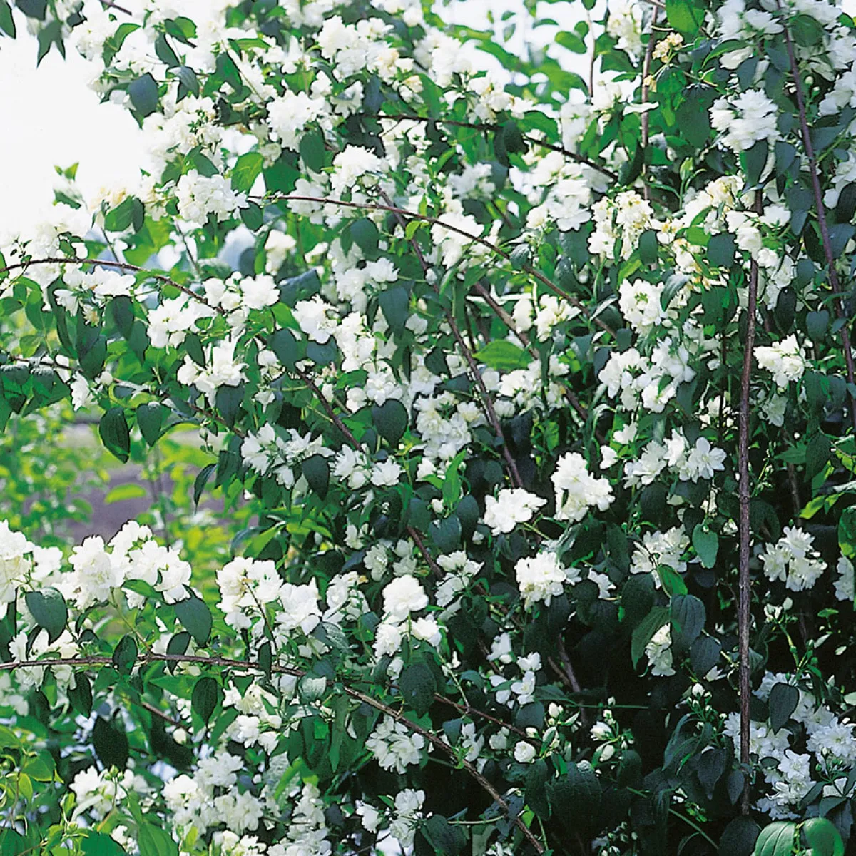 Philadelphus Virginalis (hybrida)*Omnia Garden Outlet