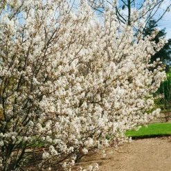 Prakthäggmispel 50-80 cm*Omnia Garden Online