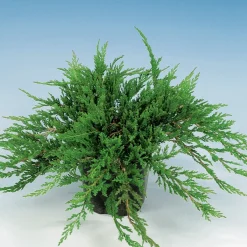 Prince of Wales*Omnia Garden Clearance