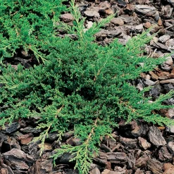 Prince of Wales*Omnia Garden Clearance