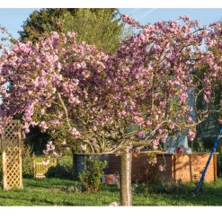 Prunus Kiku-Shidare-Zakura 100-120 cm*Omnia Garden Clearance