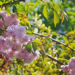 Prunus Kiku-Shidare-Zakura 100-120 cm*Omnia Garden Clearance
