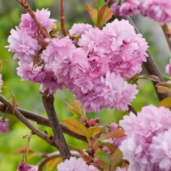 Prunus Kiku-Shidare-Zakura 100-120 cm*Omnia Garden Clearance