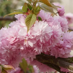 Prunus Kiku-Shidare-Zakura 100-120 cm*Omnia Garden Clearance