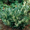 Prunus laurocerasus Otto Luyken*Omnia Garden Clearance