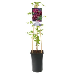 Purpurea Plena Elegans 40-60 cm*Omnia Garden Hot