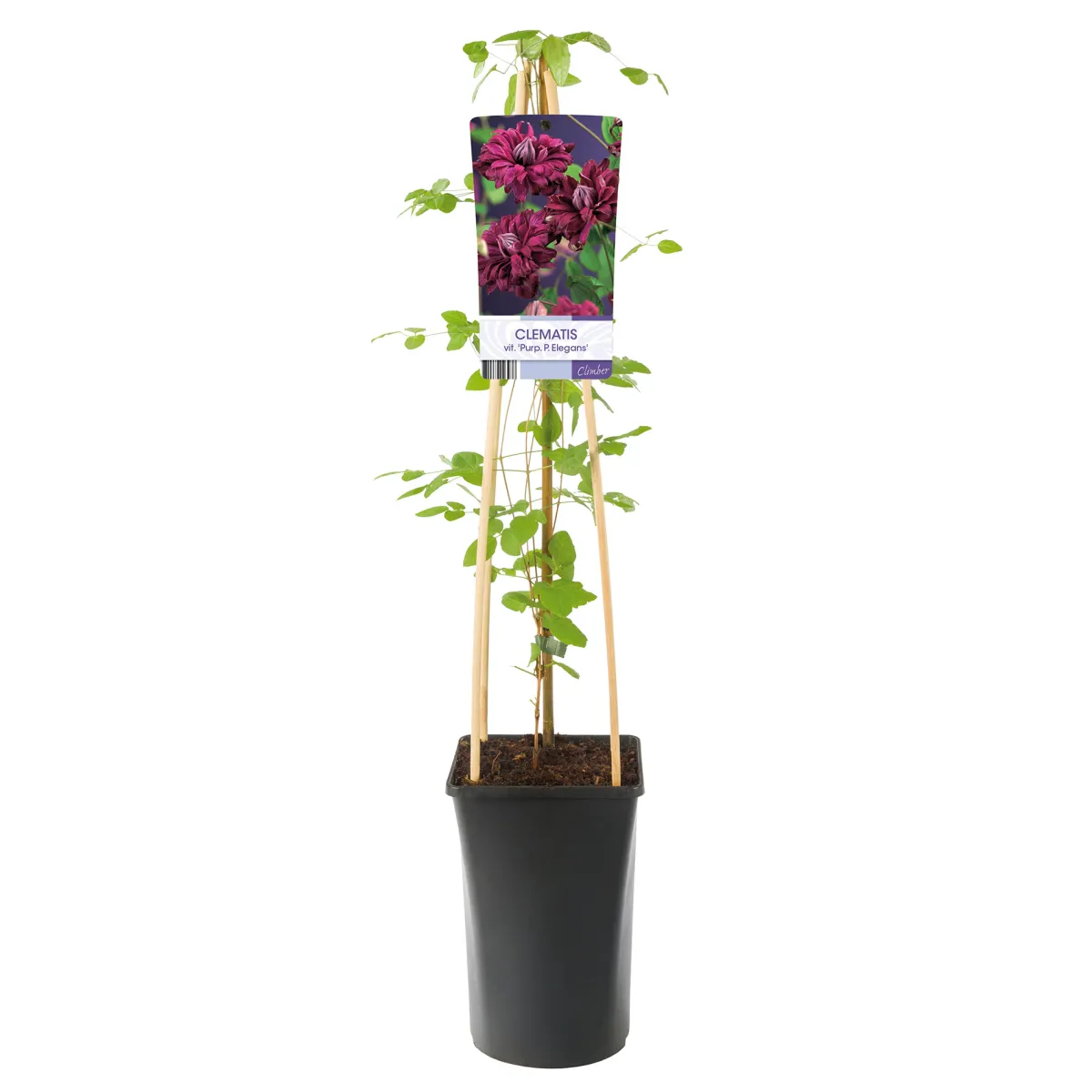 Purpurea Plena Elegans 40-60 cm*Omnia Garden Hot
