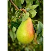 Pyrus Communis Fritjof*Omnia Garden Sale