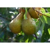 Pyrus Communis Ingeborg E*Omnia Garden Sale