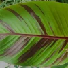 Röd Banan ‘Ever Red’ Med Stora Blad*Omnia Garden Outlet