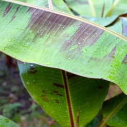 Röd Banan ‘Ever Red’ Med Stora Blad*Omnia Garden Outlet