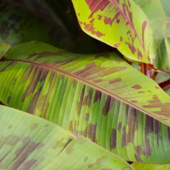 Röd Banan ‘Ever Red’ Med Stora Blad*Omnia Garden Outlet