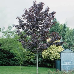 Rödbladig 350-450 cm*Omnia Garden Online