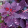 Rödbladig Royal Purple*Omnia Garden New
