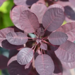 Rödbladig Royal Purple*Omnia Garden New