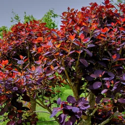 Rödbladig Royal Purple*Omnia Garden New