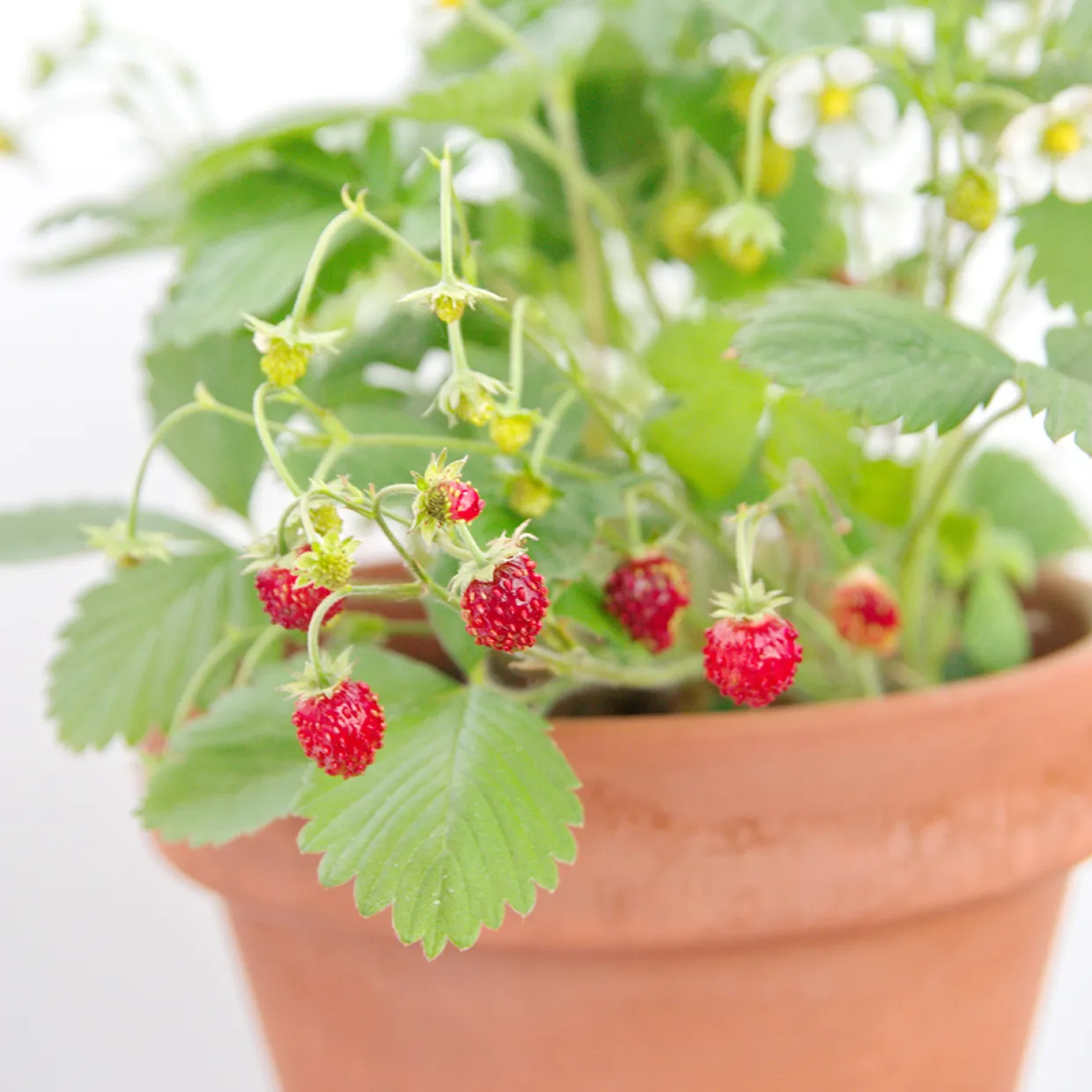 Rügen Fragaria Vesca