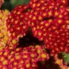 Röllika Paprika*Omnia Garden Online