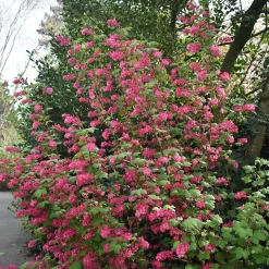 Rosenrips*Omnia Garden Hot