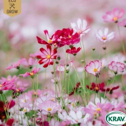 Rosenskära Mix Cosmos Bipinnatus*Eco Grow Discount