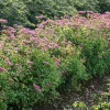 Rosenspirea 20-30 cm*Omnia Garden Online