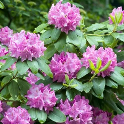 Roseum Elegans*Omnia Garden Outlet