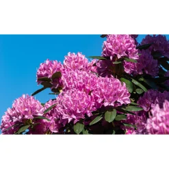 Roseum Elegans*Omnia Garden Outlet