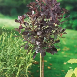 Royal Purple*Omnia Garden New