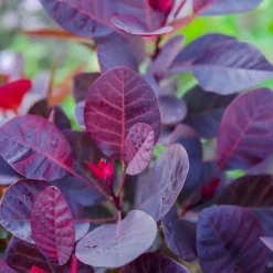 Royal Purple*Omnia Garden New