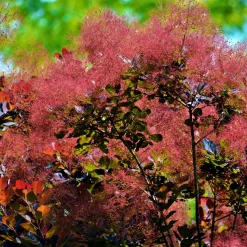 Royal Purple*Omnia Garden New