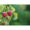 Rubus Polka E*Omnia Garden Best
