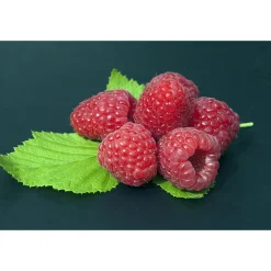Rubus Polka E*Omnia Garden Best