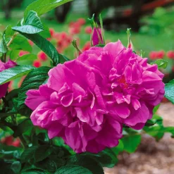 Rugosa Hansa 30-50 cm*Omnia Garden Online