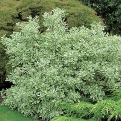 Rysk Kornell*Omnia Garden