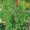 Simba*Omnia Garden New