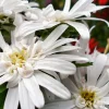 Skogsaster Vit*Omnia Garden Hot