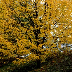 Skogslind Alléträd med Gröna Löv & Gulvit Blomning, 300-400 cm*Omnia Garden Best