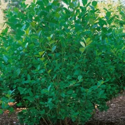 Slånaronia 60-100 cm*Omnia Garden Online