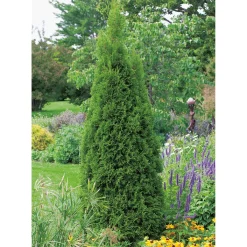 Smaragd 100-125 cm*Omnia Garden