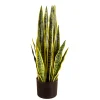 Snake Plant*Lykke New