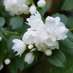 Snowbelle*Omnia Garden Sale