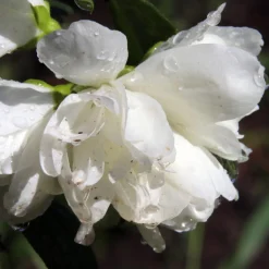 Snowbelle*Omnia Garden Sale