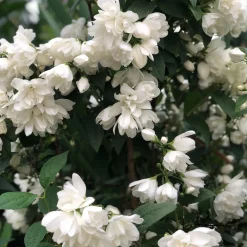 Snowbelle*Omnia Garden Sale