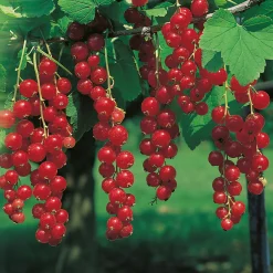 Stam Jonkheer Van Teets 80-100 sth*Omnia Garden Hot