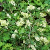 Stefanandra Krukodlad Liten*Omnia Garden