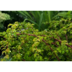 Stefanandra Krukodlad Liten*Omnia Garden